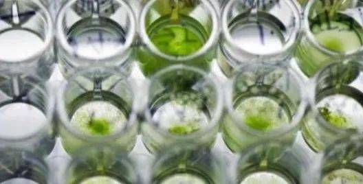 微藻目前在新資源食品 飼料及化妝品原料目錄的收錄清單